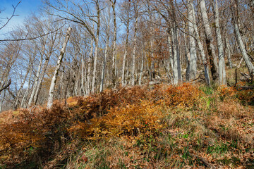Autumn background. Amazing forest with bright foliage. Journey. Autumn landscape with autumn leaves...