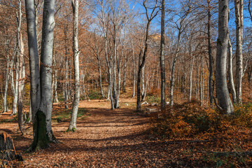 Trees in the autumn forest on a bright sunny day. Colorful landscape with trees, orange and red leaves, autumn sun. Journey. Autumn background. Amazing forest with bright foliage. Autumn landscape.