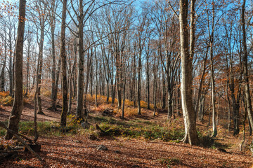 Autumn background. The sun shines through the colorful leaves. Trees in the autumn forest on a bright sunny day. Colorful landscape with trees, orange and red leaves, autumn sun. Journey. 