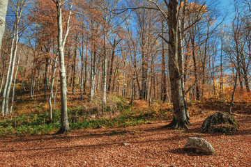 The sun shines through the colorful leaves. Autumn background. Trees in the autumn forest on a bright sunny day. Colorful landscape with trees, orange and red leaves, autumn sun. Journey. 