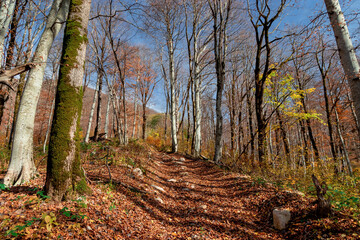 The sun shines through the colorful leaves. Trees in the autumn forest on a bright sunny day. Autumn background. Colorful landscape with trees, orange and red leaves, autumn sun. Journey. 