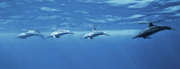 Obraz premium dolphins underwater photo, sea water wildlife