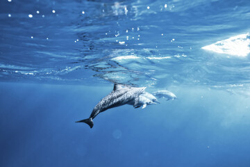 dolphins underwater photo, sea water wildlife