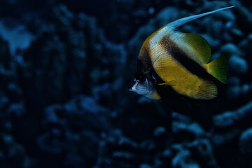 Fototapeta premium tropical fish on a coral reef underwater wildlife