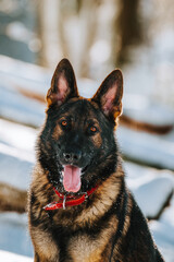 portrait of shepherd