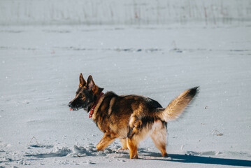 dog running in snow