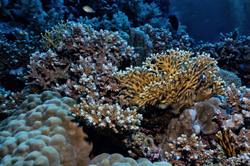 Plakat texture coral underwater reef background sea
