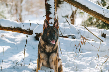 dog in snow