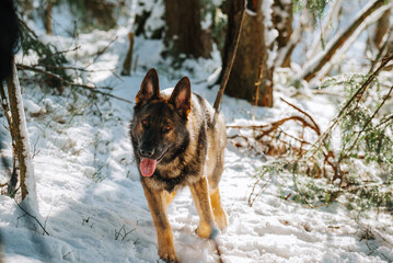 german shepherd dog in snow