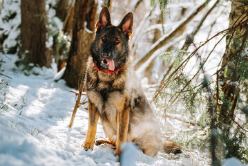 german shepherd dog in snow