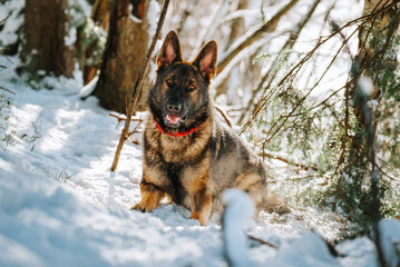 german shepherd dog in snow