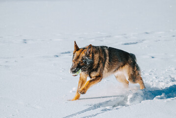 german shepherd dog running