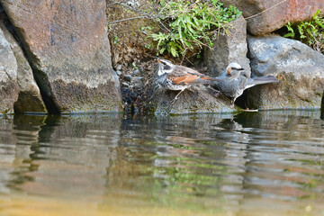 真冬の身近な公園で出会える渡り鳥のツグミ