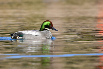 エメラルドグリーンとワインレッドの美しい輝きのある羽を持つ渡り鳥のヨシガモ