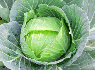 Fototapeta premium Soft focus of big cabbage in the garden