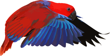 Colorful Eclectus parrot flying isolated on transparent background. Vector illustration png file	