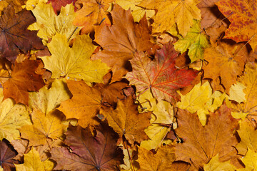 Fototapeta na wymiar Colorful background of autumn maple leaves. Warm colors of autumn.