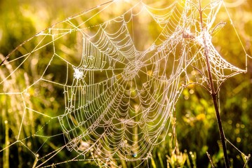 spider webs and the dew on the grass in the rays of the rising sun
