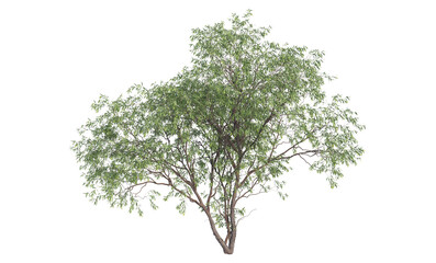 A variety of trees and plants on a transparent background