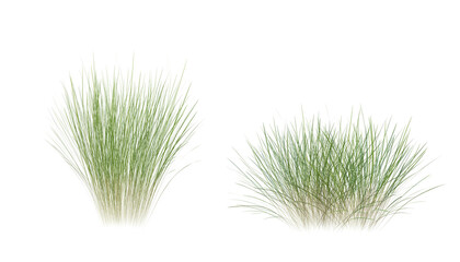 Bunches of grass on a transparent background. 3D rendering. - obrazy, fototapety, plakaty