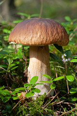 Fototapeta premium Wildlife of Europe - edible mushroom Penny Bun (King bolete) growing in forest