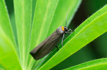 Little butterfly Red-necked footman