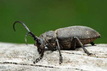 Long-horned weaver beetle