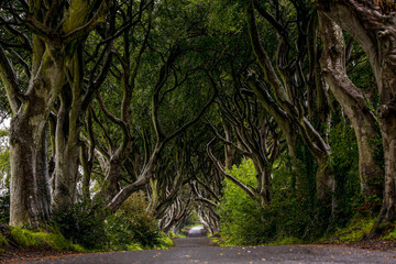 Tree lined road in Ireland