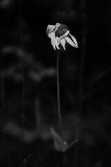 Withering Arnica flower in spring black and white