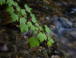 Mountain maple leaves above a mountain creek