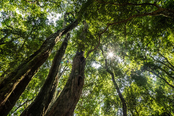 Fototapeta premium Beautiful landscape of green atlantic rainforest trees and leaves