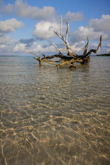 The iconic Lone Tree in Harbour Island, Bahamas.