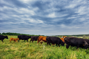 cows grazing in a pasture © Cavan