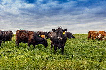 cows grazing in a pasture © Cavan