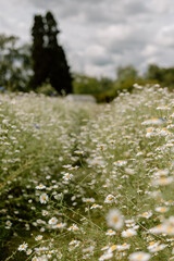 Obraz premium Wildflower field full of chamomile bushes