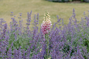 Fototapeta na wymiar Pink foxglove flowers growing above English lavender