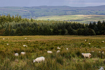 Sheep in field in Ireland