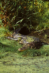 A sleeping alligator in the wetlands