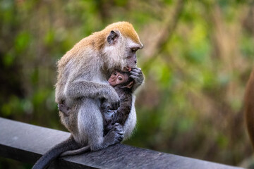 long tailed macaque mother nursing her child