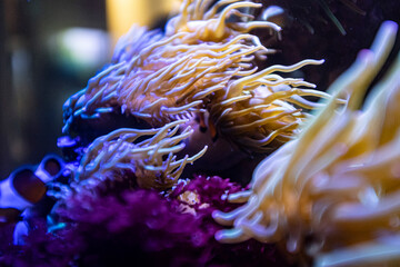 Naklejka na ściany i meble Anemone sea plant underwater close up still