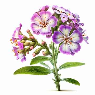 Mathiola Images – Browse 2,746 Stock Photos, Vectors, and Video | Adobe ...