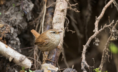 Winter Wren(Troglodytes troglodytes) against fuzzy roots