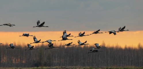 Common Crane (Grus grus) in flight