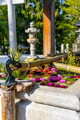小樽住吉神社の花手水（北海道小樽市）