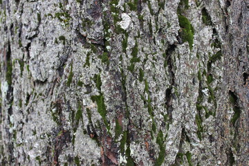 The texture of the bark of an old tree. Macro. Oregon. USA.