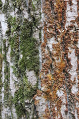 Obraz premium Green and red moss on the tree trunk. Macro. Russia.