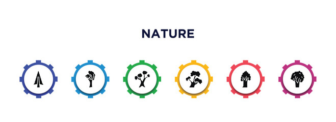 nature filled icons with infographic template. glyph icons such as american larch tree, yellow birch tree, eastern white pine tree, bitternut hickory american chestnut black walnut vector.