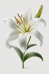 Elegant Lily Isolated on a White Background