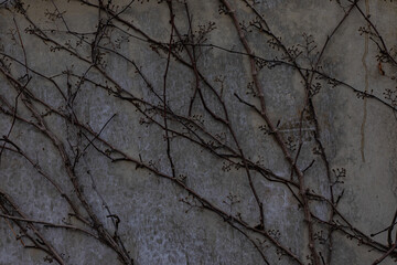 abstract background dry plant on a concrete wall