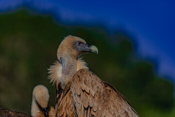 portrait of a vulture close up	
